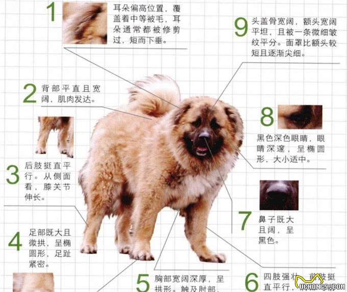 世界名犬—高加索犬(畜牧犬)