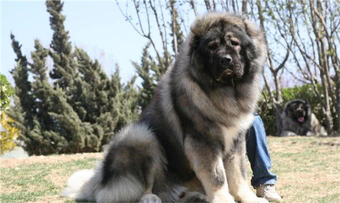 世界名犬—高加索犬(畜牧犬)