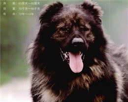 世界名犬—高加索犬（畜牧犬）