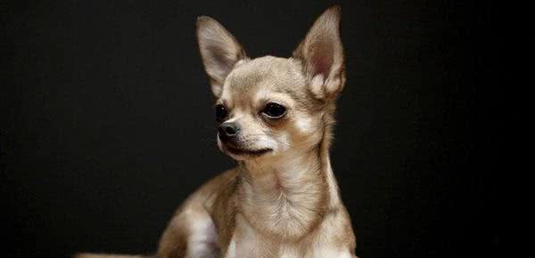 盘点五个饲养吉娃娃的注意事项,了解后你也可以拥有一个魏璎珞