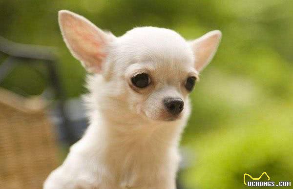 盘点五个饲养吉娃娃的注意事项,了解后你也可以拥有一个魏璎珞