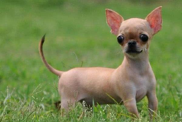 盘点五个饲养吉娃娃的注意事项,了解后你也可以拥有一个魏璎珞