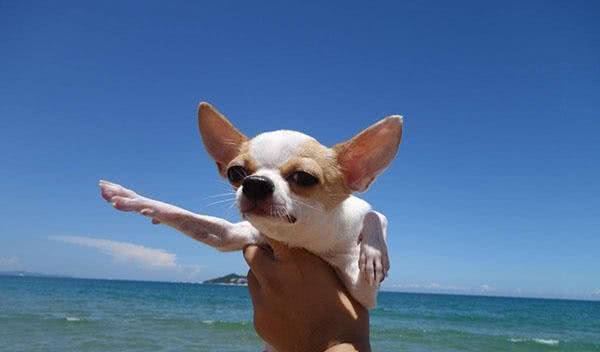 盘点五个饲养吉娃娃的注意事项,了解后你也可以拥有一个魏璎珞