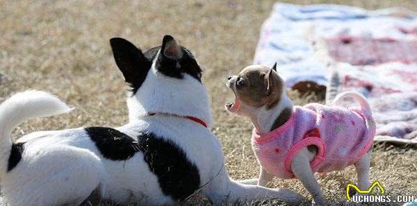 盘点五个饲养吉娃娃的注意事项,了解后你也可以拥有一个魏璎珞