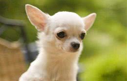 盘点五个饲养吉娃娃的注意事项，了解后你也可以拥有一个魏璎珞