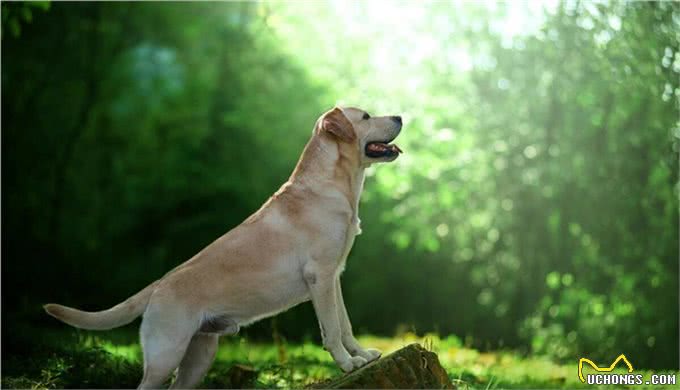 如何培养一只听话的狗狗—详谈狗狗训练方法