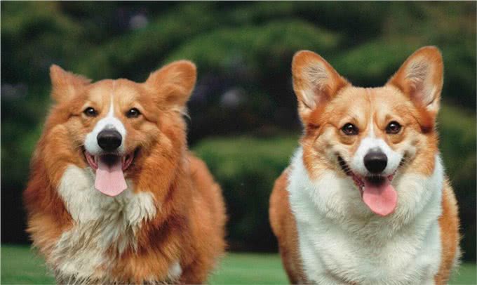 如何培养一只听话的狗狗—详谈狗狗训练方法