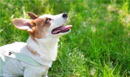 如何培养一只听话的狗狗—详谈狗狗训练方法