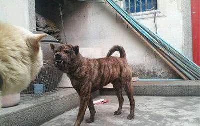 藏獒是中华第一猛犬?在农村生活的虎斑犬才是,曾是清朝十大御犬