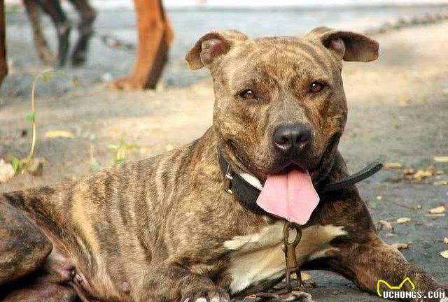 藏獒是中华第一猛犬?在农村生活的虎斑犬才是,曾是清朝十大御犬