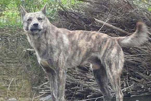 藏獒是中华第一猛犬?在农村生活的虎斑犬才是,曾是清朝十大御犬