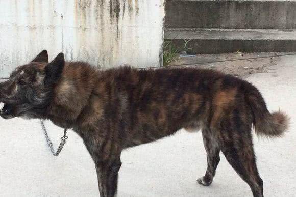 藏獒是中华第一猛犬?在农村生活的虎斑犬才是,曾是清朝十大御犬