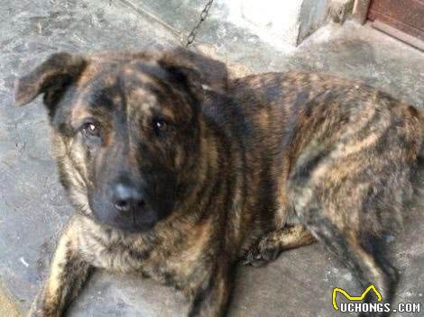 藏獒是中华第一猛犬?在农村生活的虎斑犬才是,曾是清朝十大御犬