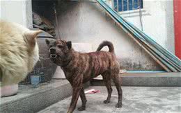 藏獒是中华第一猛犬?在农村生活的虎斑犬才是，曾是清朝十大御犬