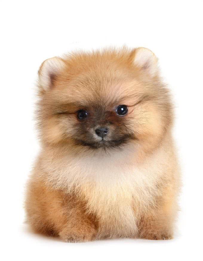 关于如何在宠物店挑选一只健康博美,满满的干货介绍给你