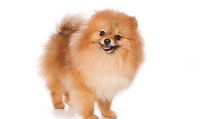 关于如何在宠物店挑选一只健康博美,满满的干货介绍给你