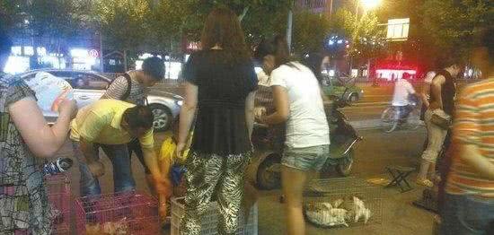 关于如何在宠物店挑选一只健康博美,满满的干货介绍给你