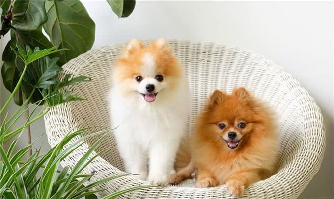 关于如何在宠物店挑选一只健康博美,满满的干货介绍给你