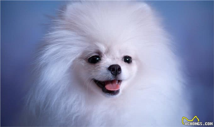 关于如何在宠物店挑选一只健康博美，满满的干货介绍给你