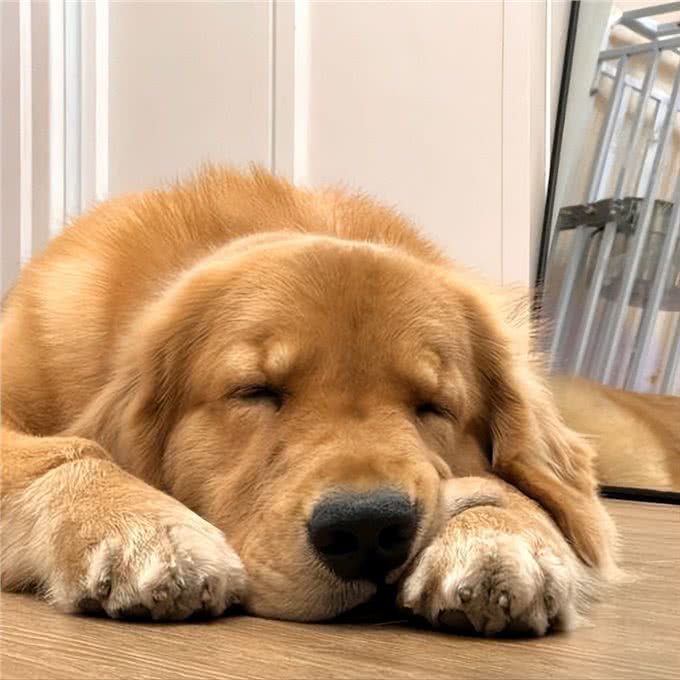 原来在你不在家的时候，狗一天的生活，其实挺忙的