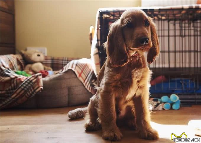 原来在你不在家的时候，狗一天的生活，其实挺忙的