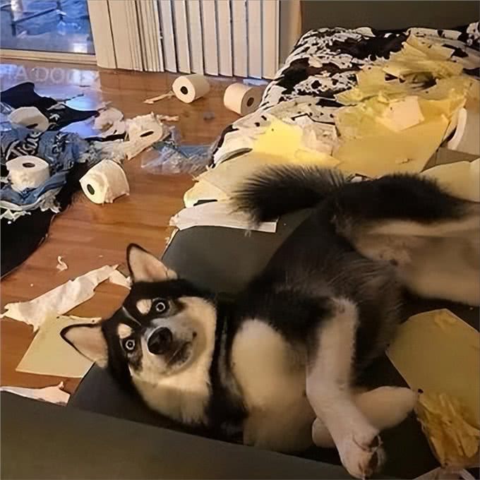 原来在你不在家的时候，狗一天的生活，其实挺忙的