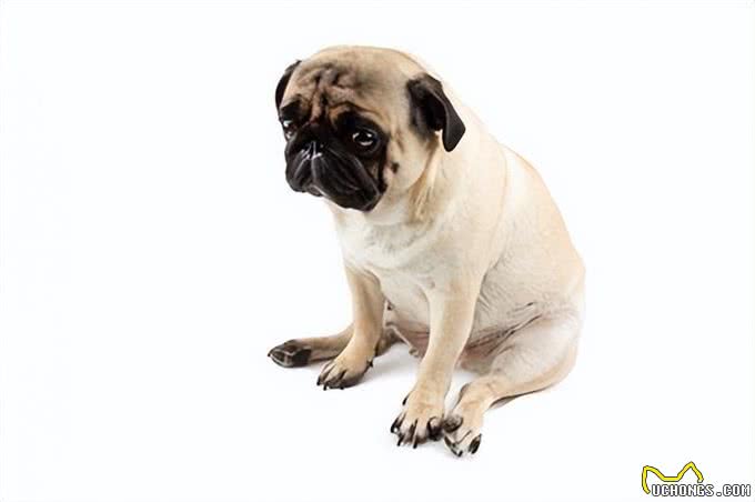 狗狗的疼痛密码:五大危险坐姿揭秘