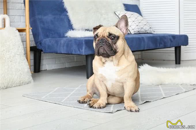 狗狗的疼痛密码:五大危险坐姿揭秘