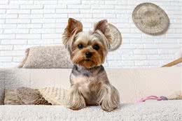 狗狗的疼痛密码:五大危险坐姿揭秘