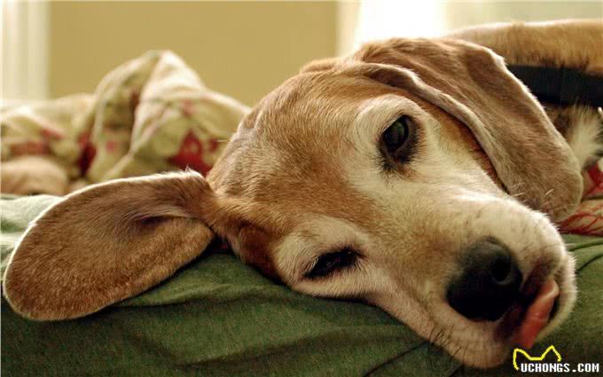 汪星人也会得抑郁症?如何避免抑郁症侵害狗狗的健康