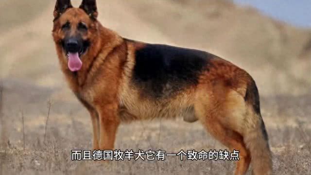 中国制造最强工作犬之昆明犬