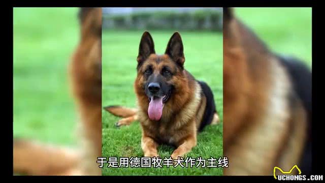 中国制造最强工作犬之昆明犬