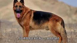 中国制造最强工作犬之昆明犬