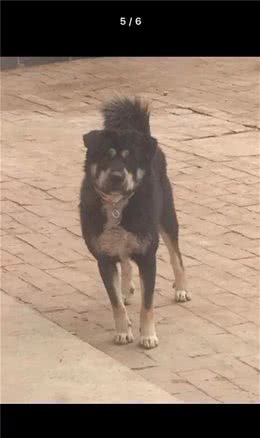 养狗系列黑狗儿