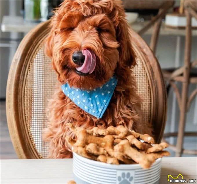 在商业犬粮中添加动物肝脏到底好不好呢?