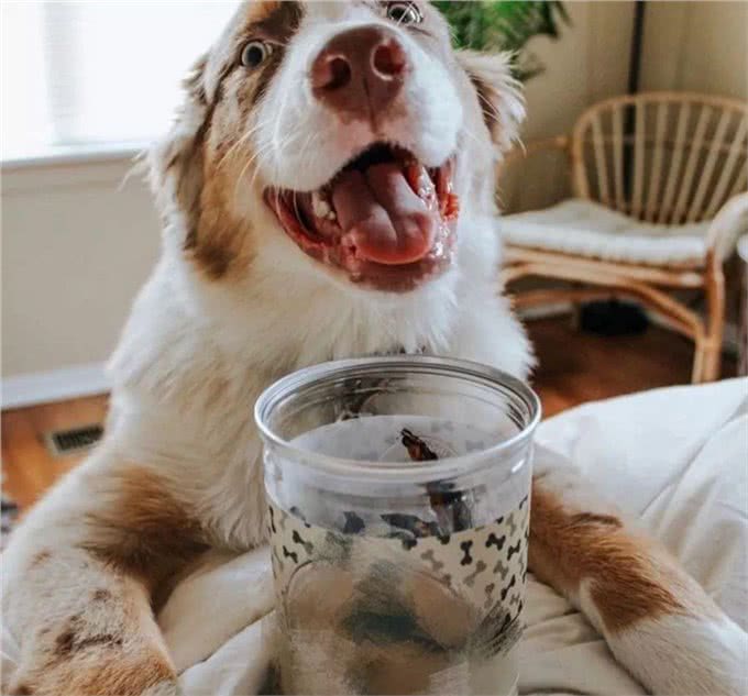 在商业犬粮中添加动物肝脏到底好不好呢?