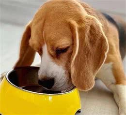 在商业犬粮中添加动物肝脏到底好不好呢?