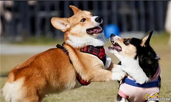 狗狗为什么喜欢在长期无人居住的地方上厕所?