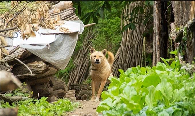 狗狗为什么喜欢在长期无人居住的地方上厕所?