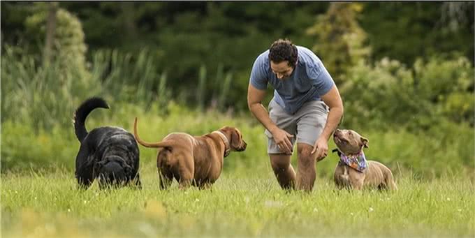 狗狗为什么喜欢在长期无人居住的地方上厕所?