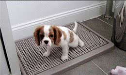 狗狗为什么喜欢在长期无人居住的地方上厕所?