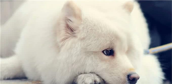 家里狗毛纷飞该怎么办