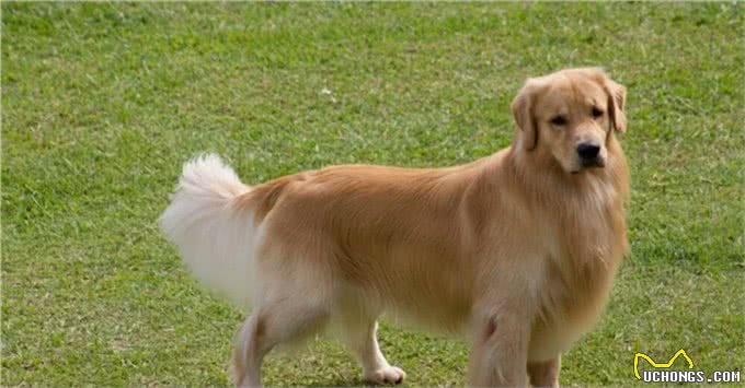 家里狗毛纷飞该怎么办