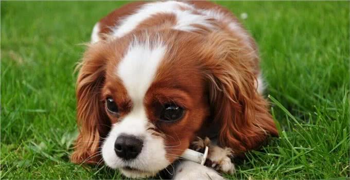 家里狗毛纷飞该怎么办