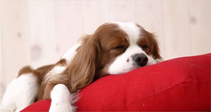 家里狗毛纷飞该怎么办