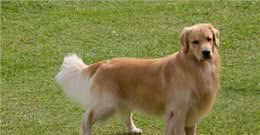 家里狗毛纷飞该怎么办