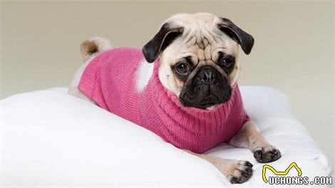 为什么大家总是喜欢给狗狗穿衣服?它们真的喜欢吗?