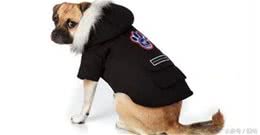 为什么大家总是喜欢给狗狗穿衣服?它们真的喜欢吗?