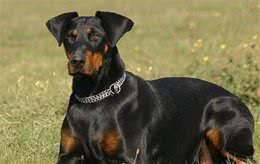 杜宾犬应该怎么训练?