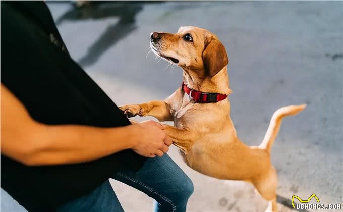 和狗狗相处，牢记6不要，不然它会恨你!